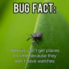 Bug Fact!!